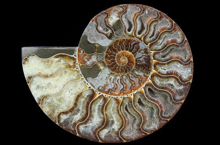 Cut Ammonite Fossil (Half) - Agatized #64945